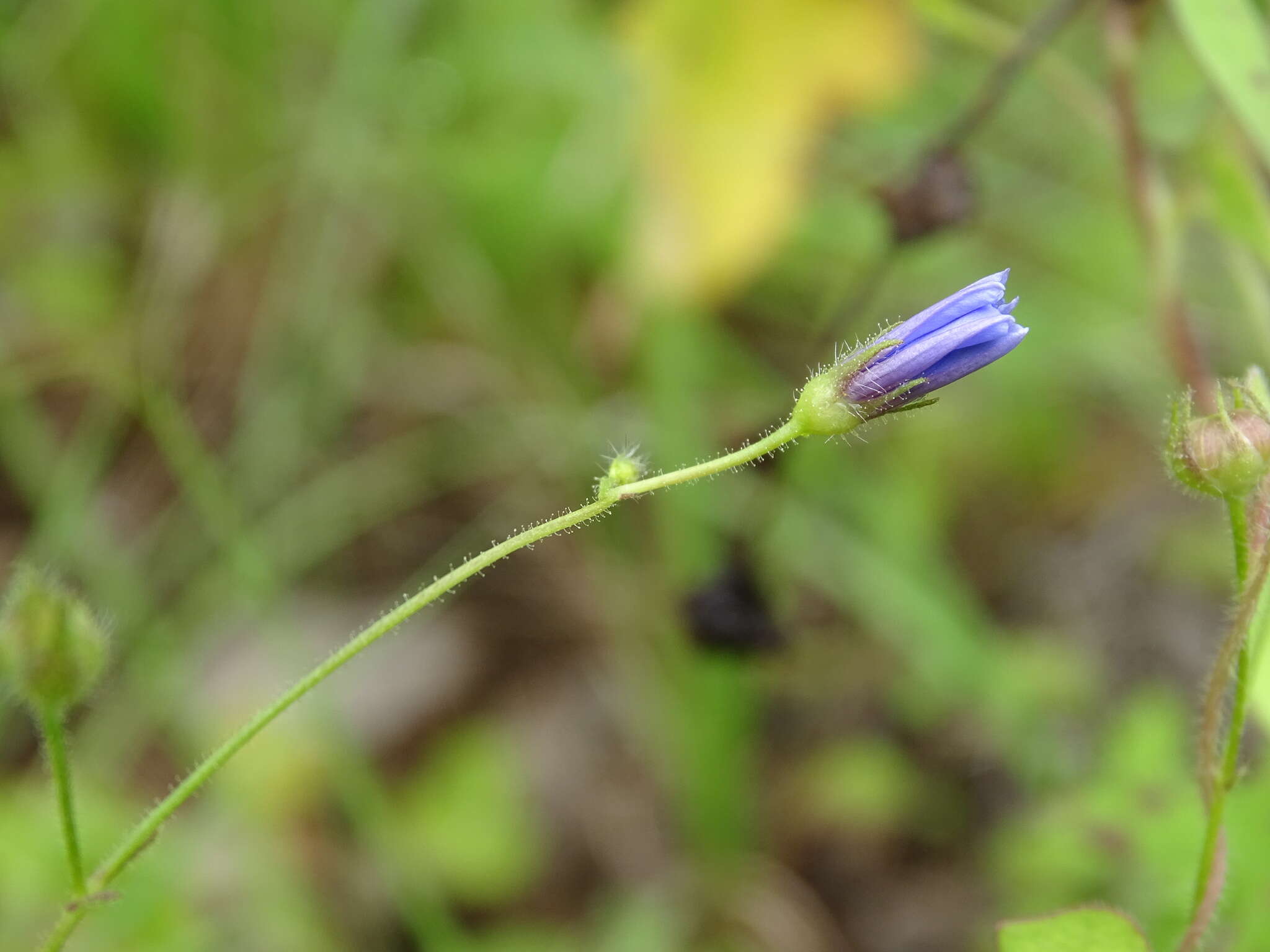 Sivun Jacquemontia evolvuloides (Moric.) Meisn. kuva