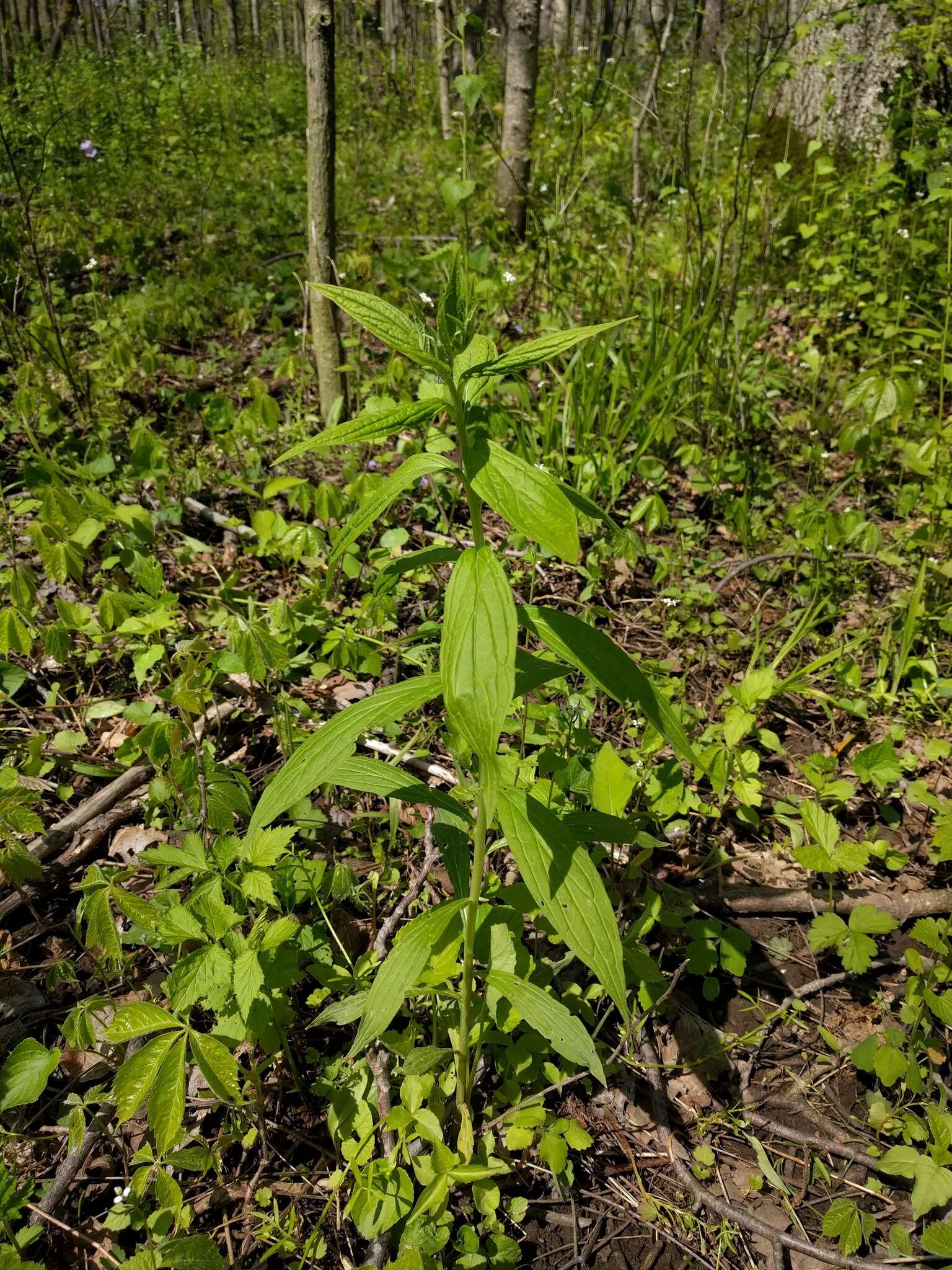 Image of American stoneseed