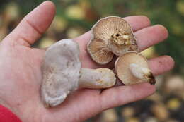 Image of Lactarius flexuosus (Pers.) Gray 1821