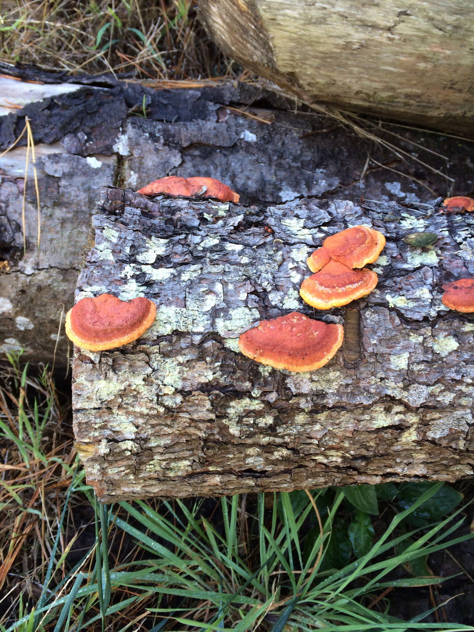 Imagem de Trametes coccinea (Fr.) Hai J. Li & S. H. He 2014