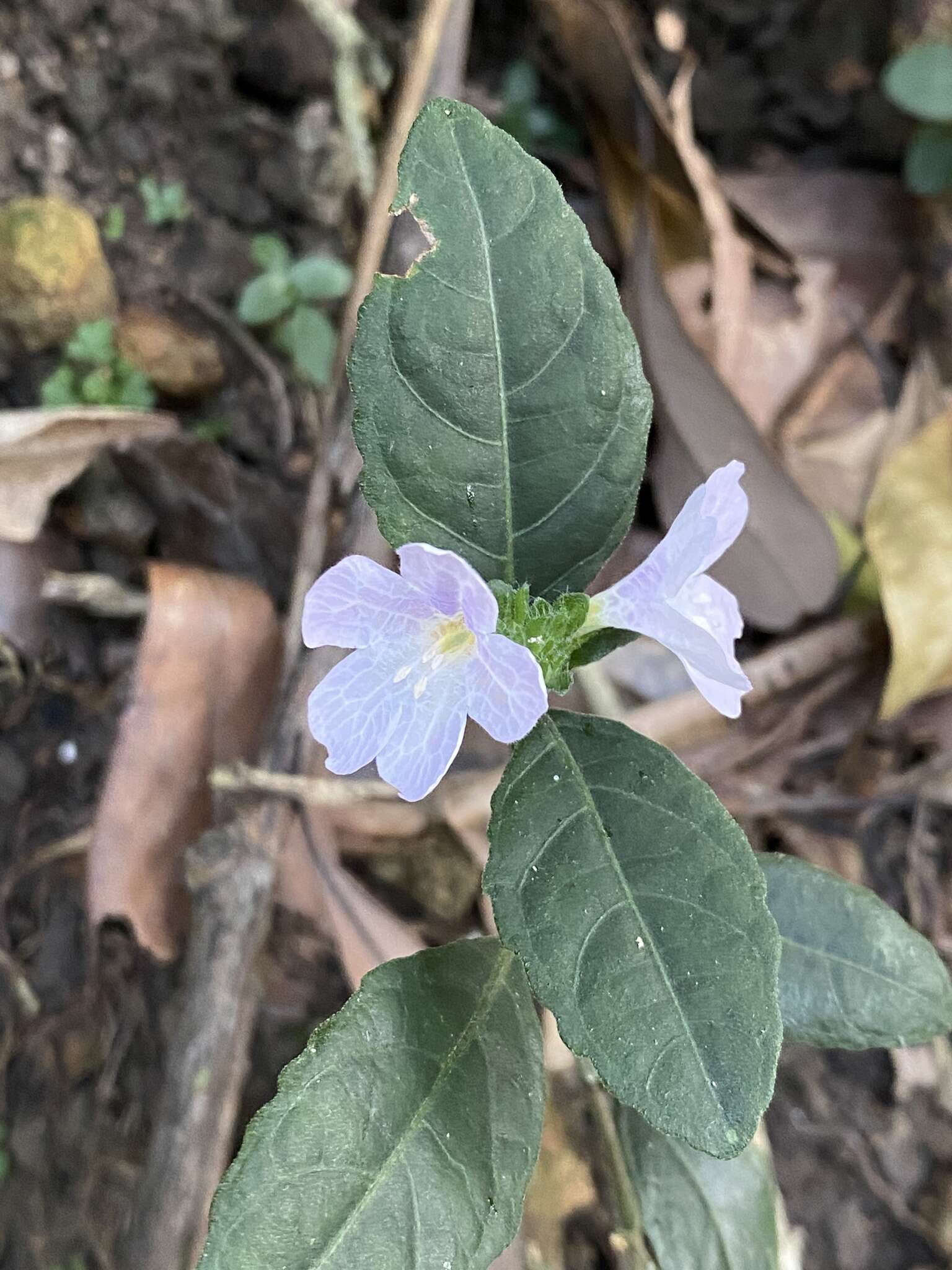 Strobilanthes tetraspermus Druce resmi