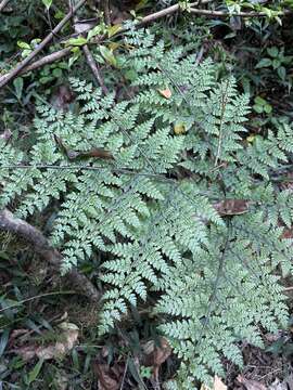 Image of Cheilanthes bergiana Schltdl.