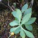 Sivun Senecio glaucophyllus Cheesem. kuva