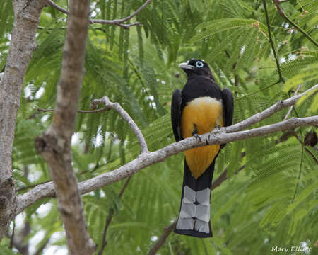 صورة Trogon melanocephalus Gould 1836