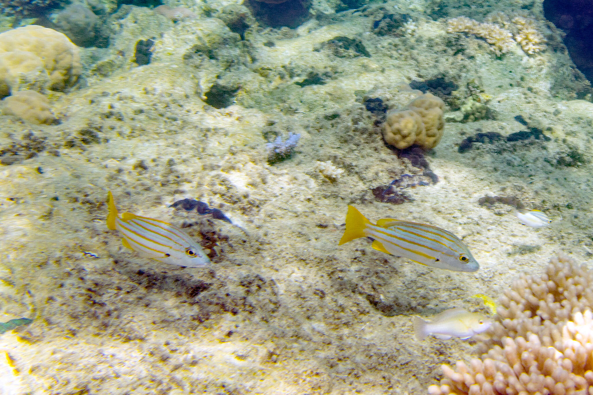 Image of Spanish flag snapper