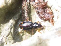 Image of Bembidion (Philochthus) biguttatum (Fabricius 1779)