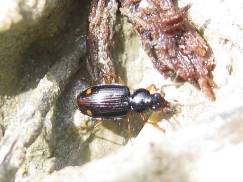 Plancia ëd Bembidion (Philochthus) biguttatum (Fabricius 1779)