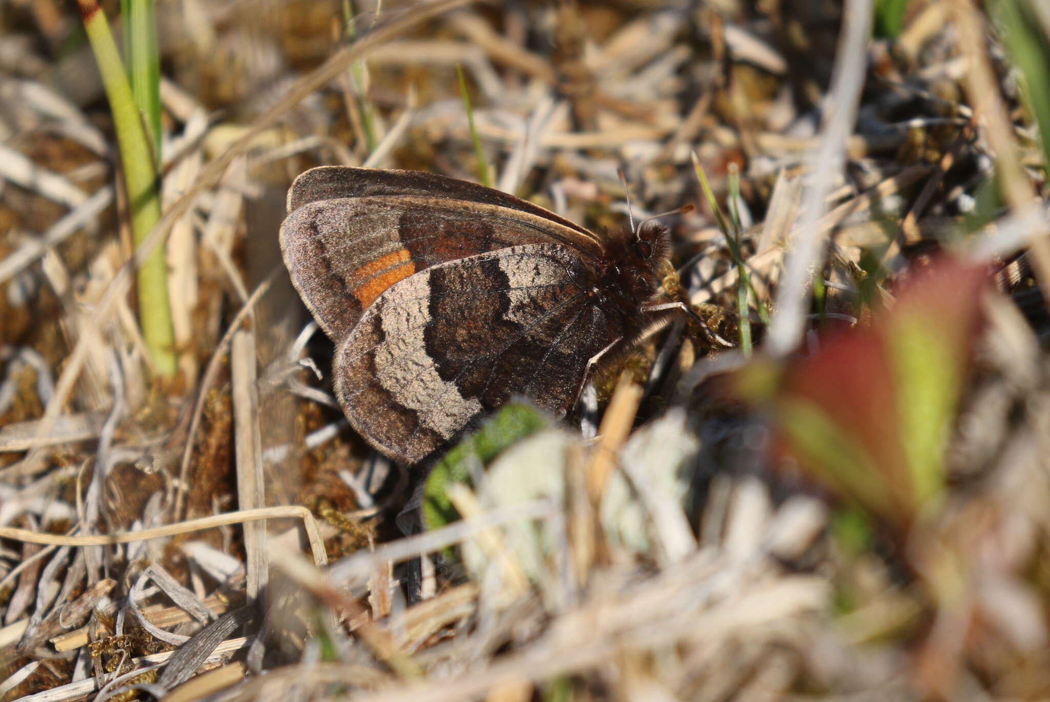 Erebia fasciata Butler 1868 resmi