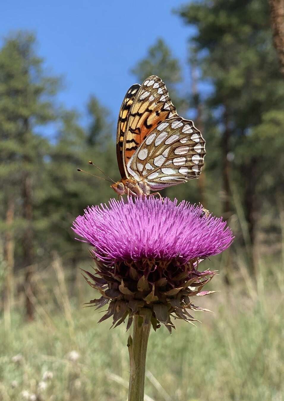 Image of Edwards' Fritillary