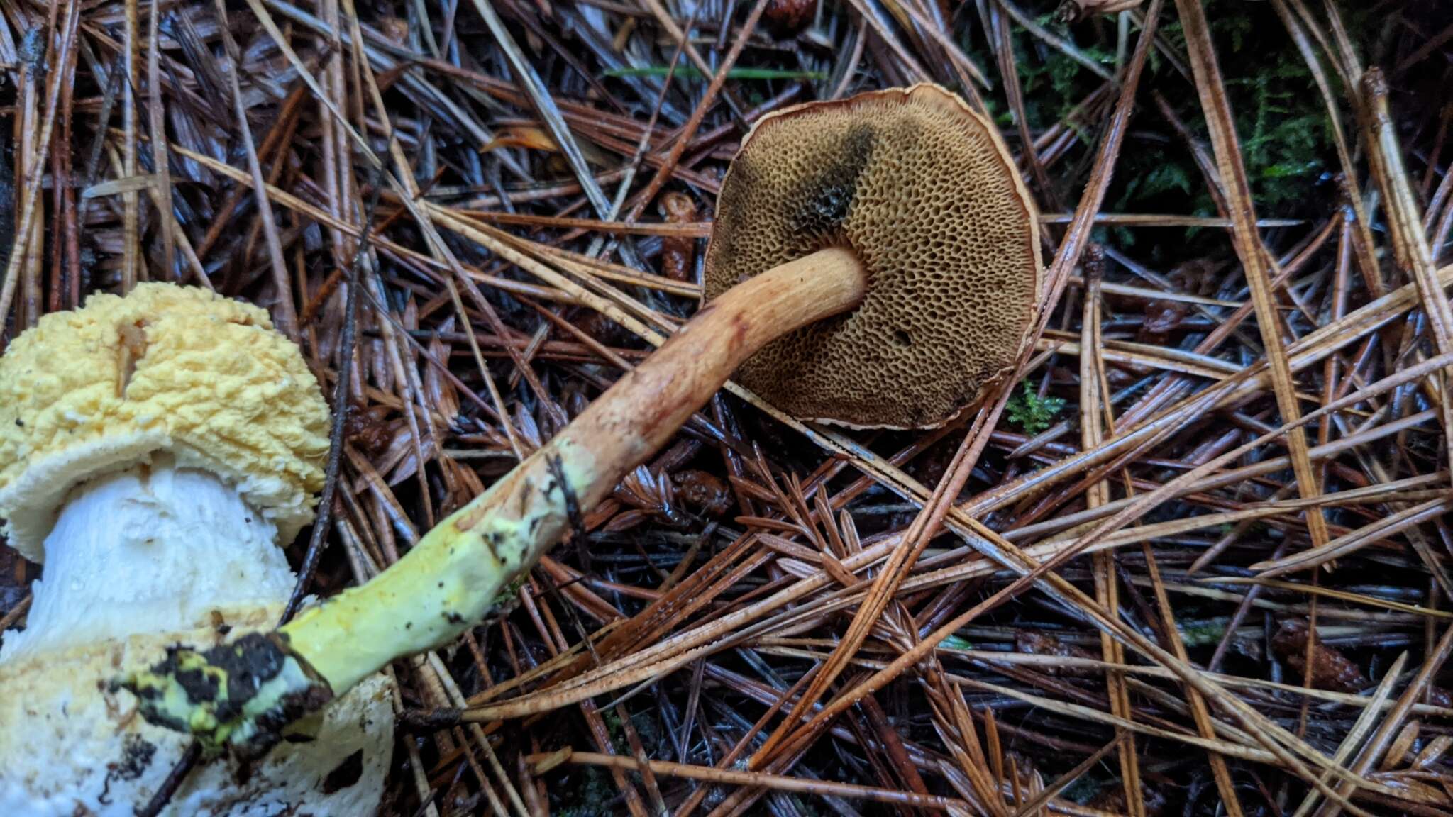 Image of Chalciporus piperatoides (A. H. Sm. & Thiers) T. J. Baroni & Both 1991