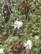 Image of Bladder Campion