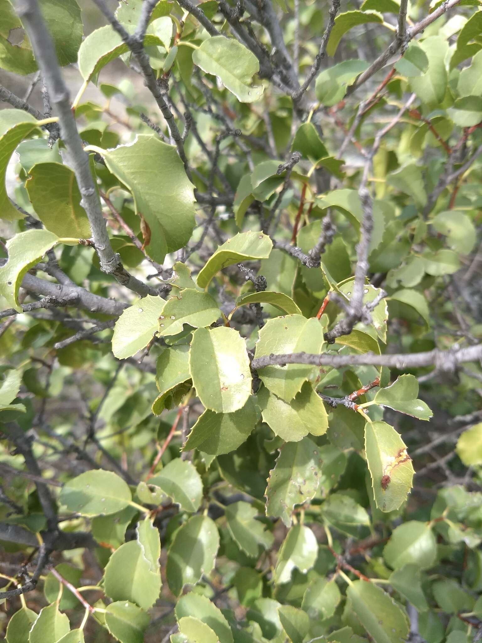 Plancia ëd Prunus ilicifolia subsp. ilicifolia