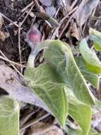 Image of Asarum canadense var. canadense