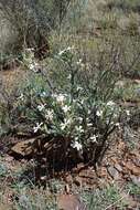 Image of Pachypodium succulentum (L. fil.) Sweet