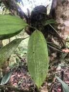 Image of Maxillaria striata Rolfe