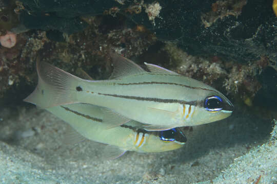 Image of Seale's cardinalfish