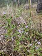 Plancia ëd Symphyotrichum elliottii (Torr. & A. Gray) G. L. Nesom