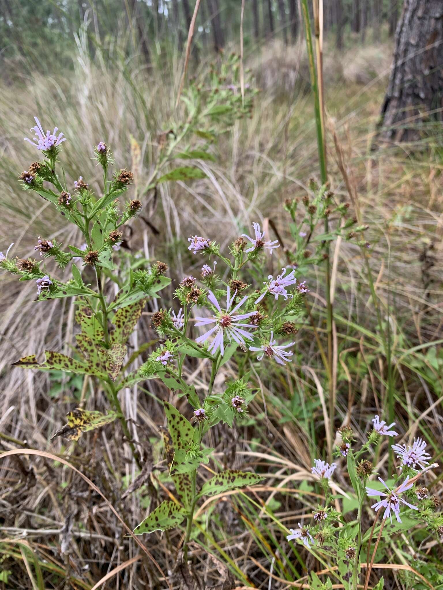 Plancia ëd Symphyotrichum elliottii (Torr. & A. Gray) G. L. Nesom