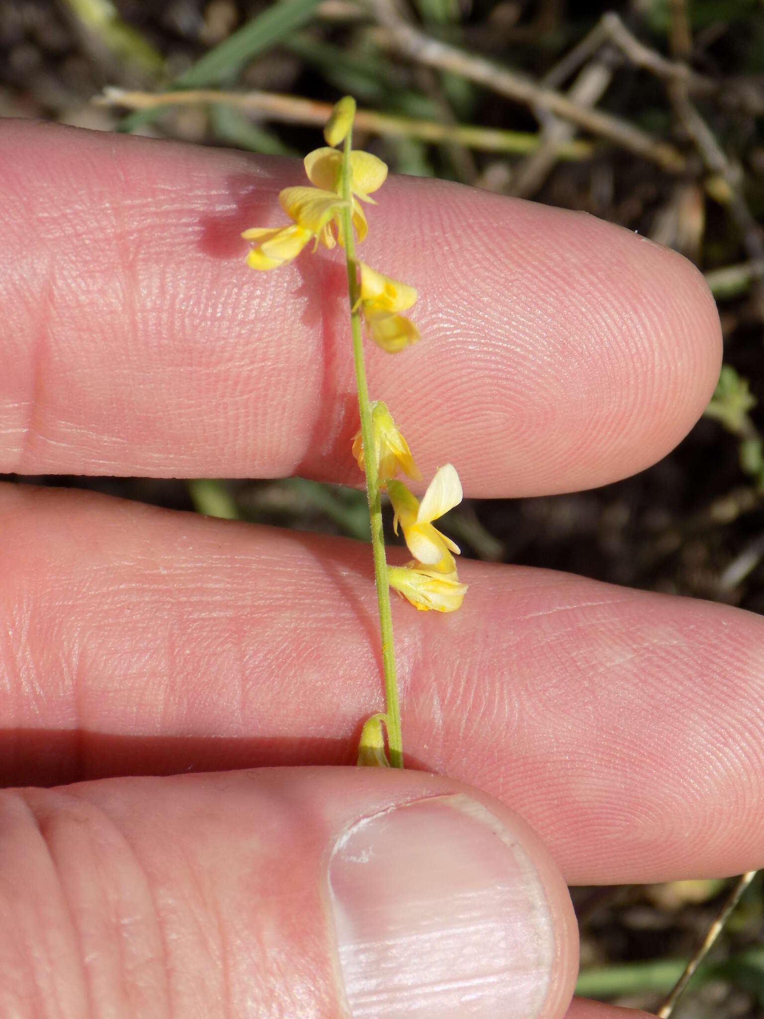 Imagem de Rhynchosia minima (L.) DC.