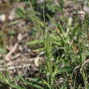 Image of Carduus defloratus subsp. defloratus