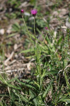 Imagem de Carduus defloratus subsp. defloratus