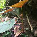 Image of Begonia pseudolateralis Warb.