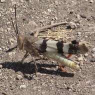 Image of Three-banded Grasshopper