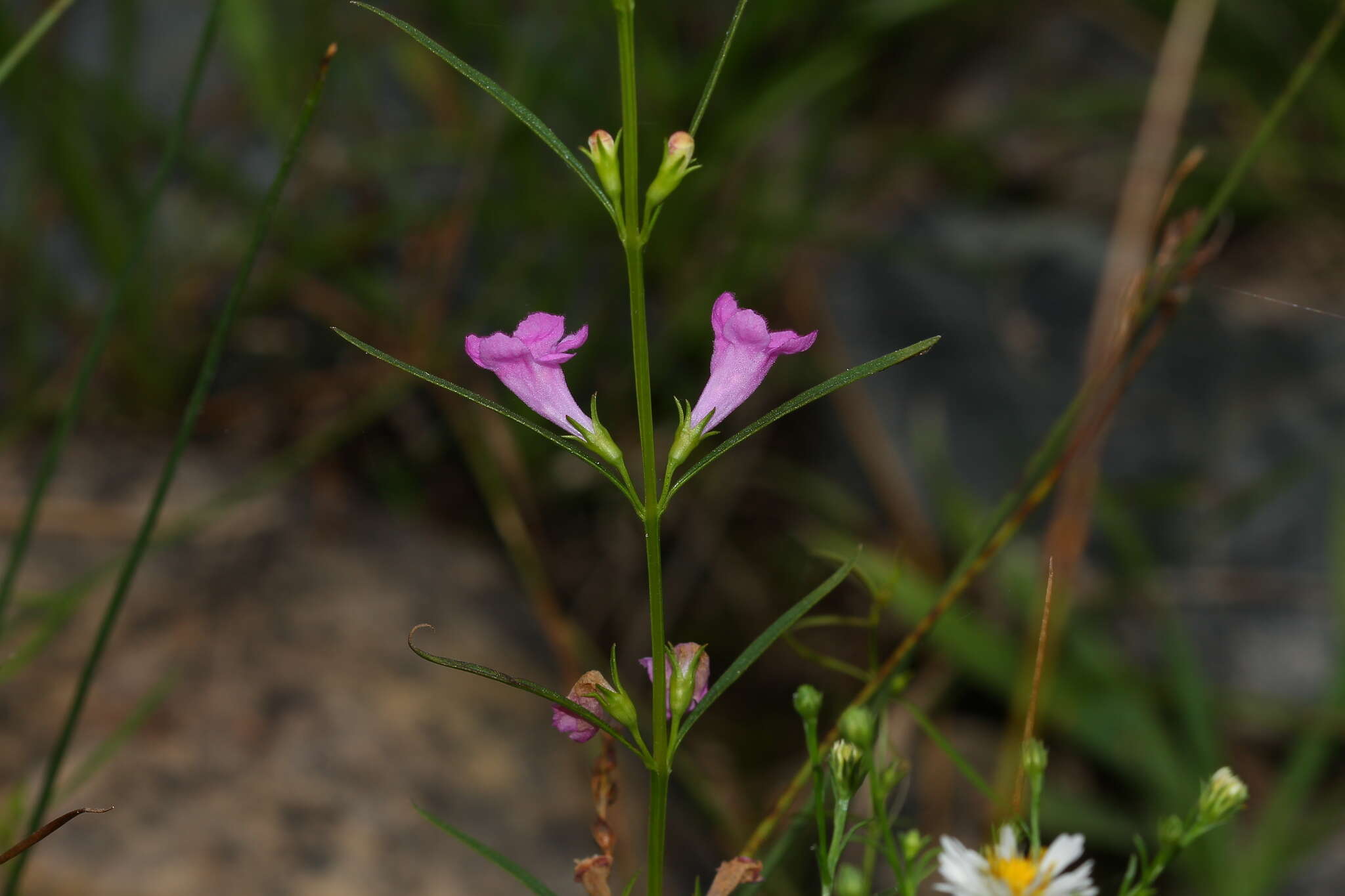 Image of smallflower false foxglove