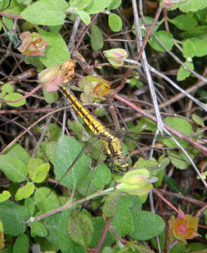 Image of Black-tailed Skimmer