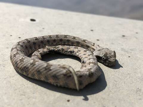 Image of Perisan Horned Viper