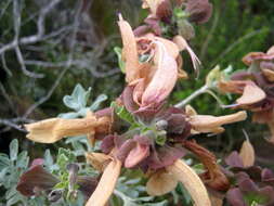 Salvia aurea L. resmi