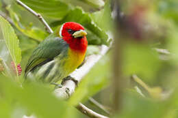 Image of Red-headed Barbet