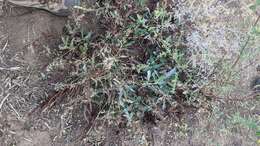 Rumex californicus Rech. fil. resmi