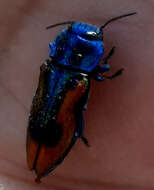 Image of metallic wood-boring beetle