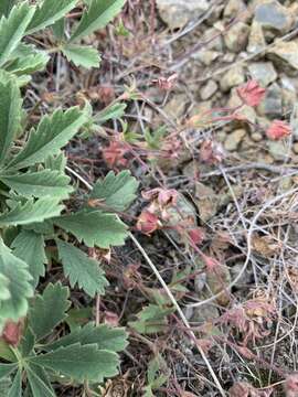 Image of Potentilla glaucescens Willd. ex Schltdl.