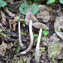 Image of Entoloma plebejum (Kalchbr.) Noordel. 1985