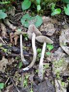 Image of Entoloma plebejum (Kalchbr.) Noordel. 1985