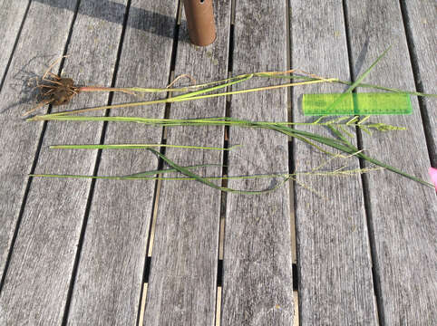 Image of barnyard grass