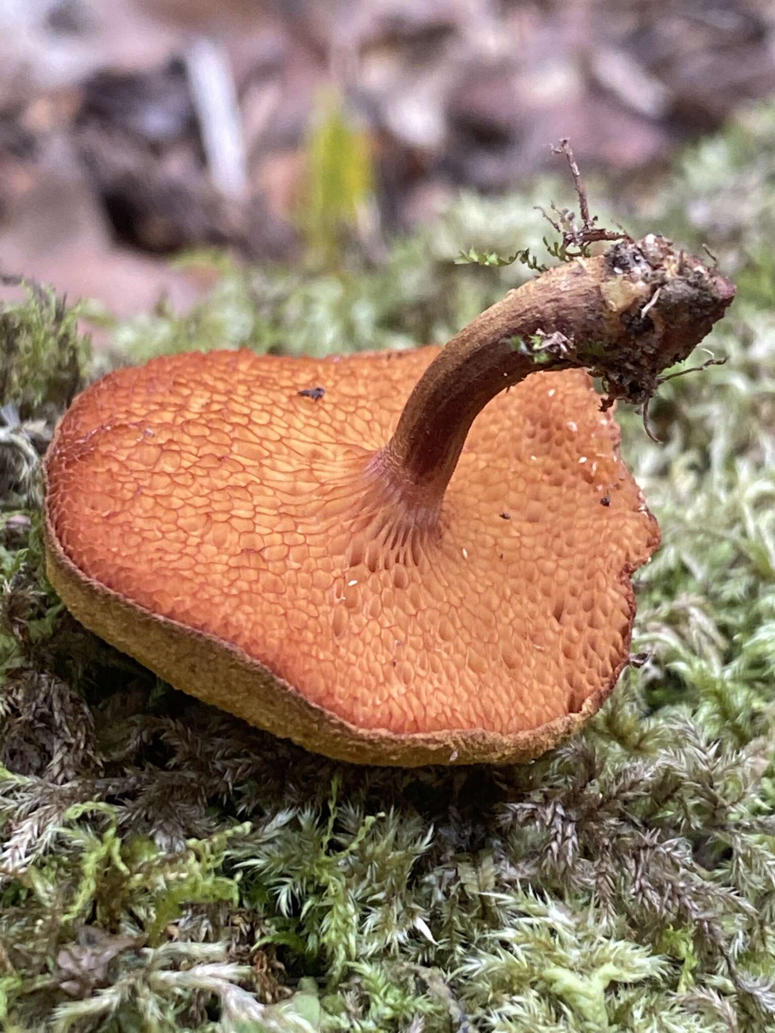 Chalciporus aurantiacus (McNabb) Pegler & T. W. K. Young 1981的圖片