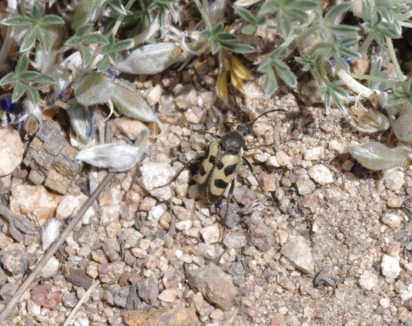 Image of Judolia instabilis (Haldeman 1847)