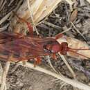 Image of Spilichneumon Thomson 1894