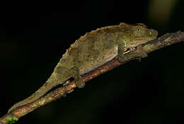 Image of Marshall's Stumptail Chameleon