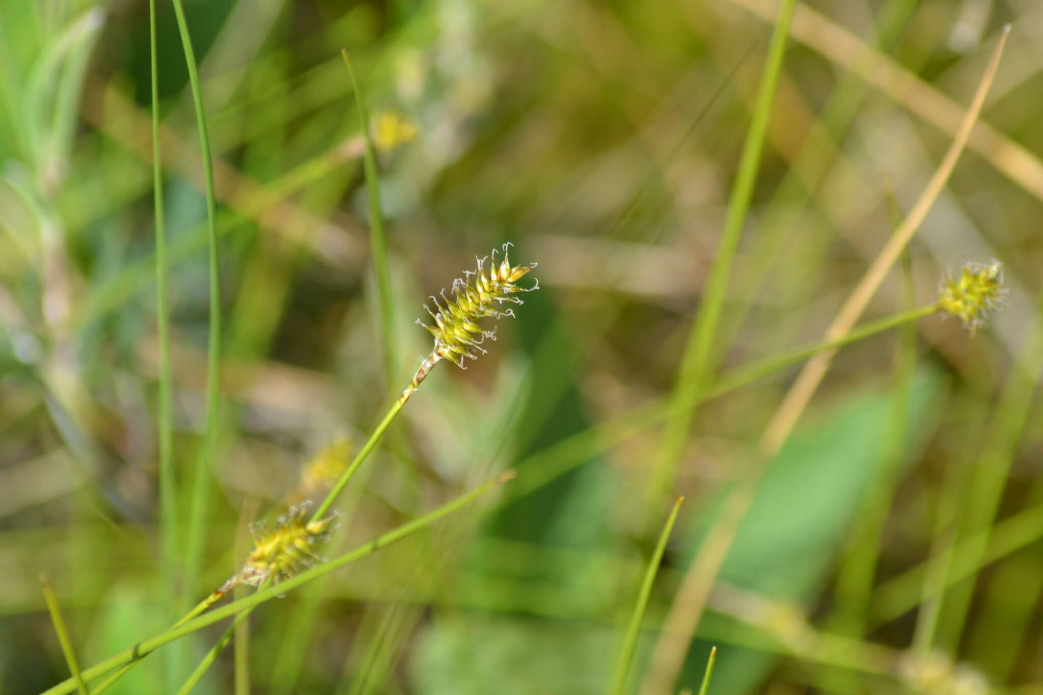 Image of Coastal sedge