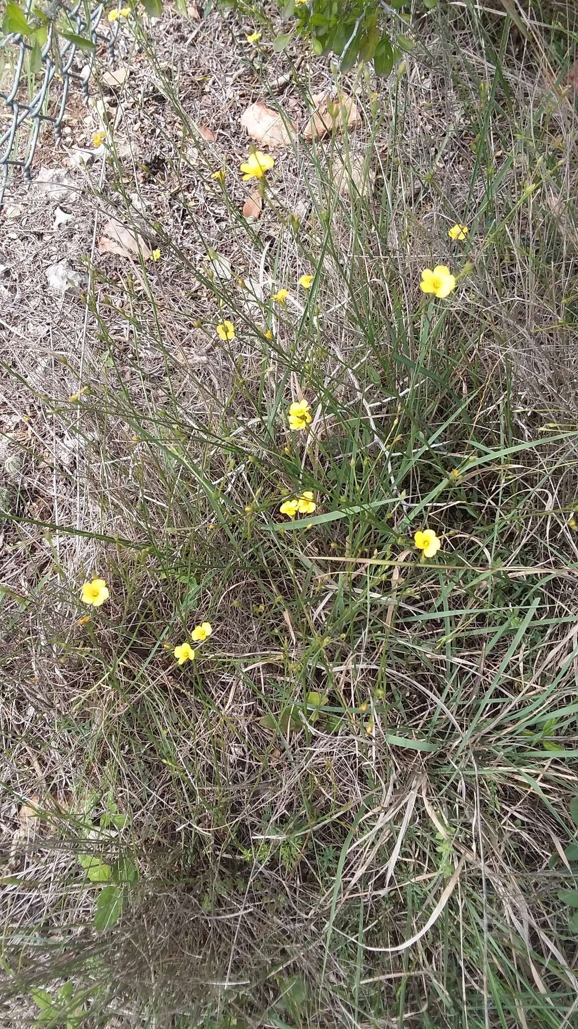 Image of rock flax