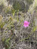 Image of Gladiolus ornatus Klatt