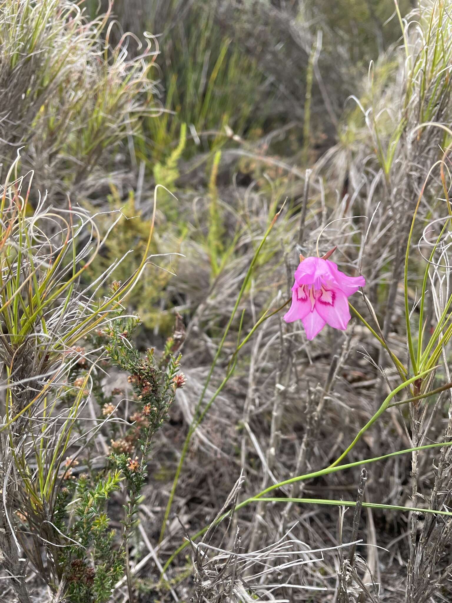 Image of Gladiolus ornatus Klatt