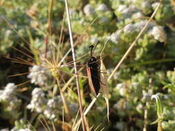 Image of Zygaena punctum Ochsenheimer 1808