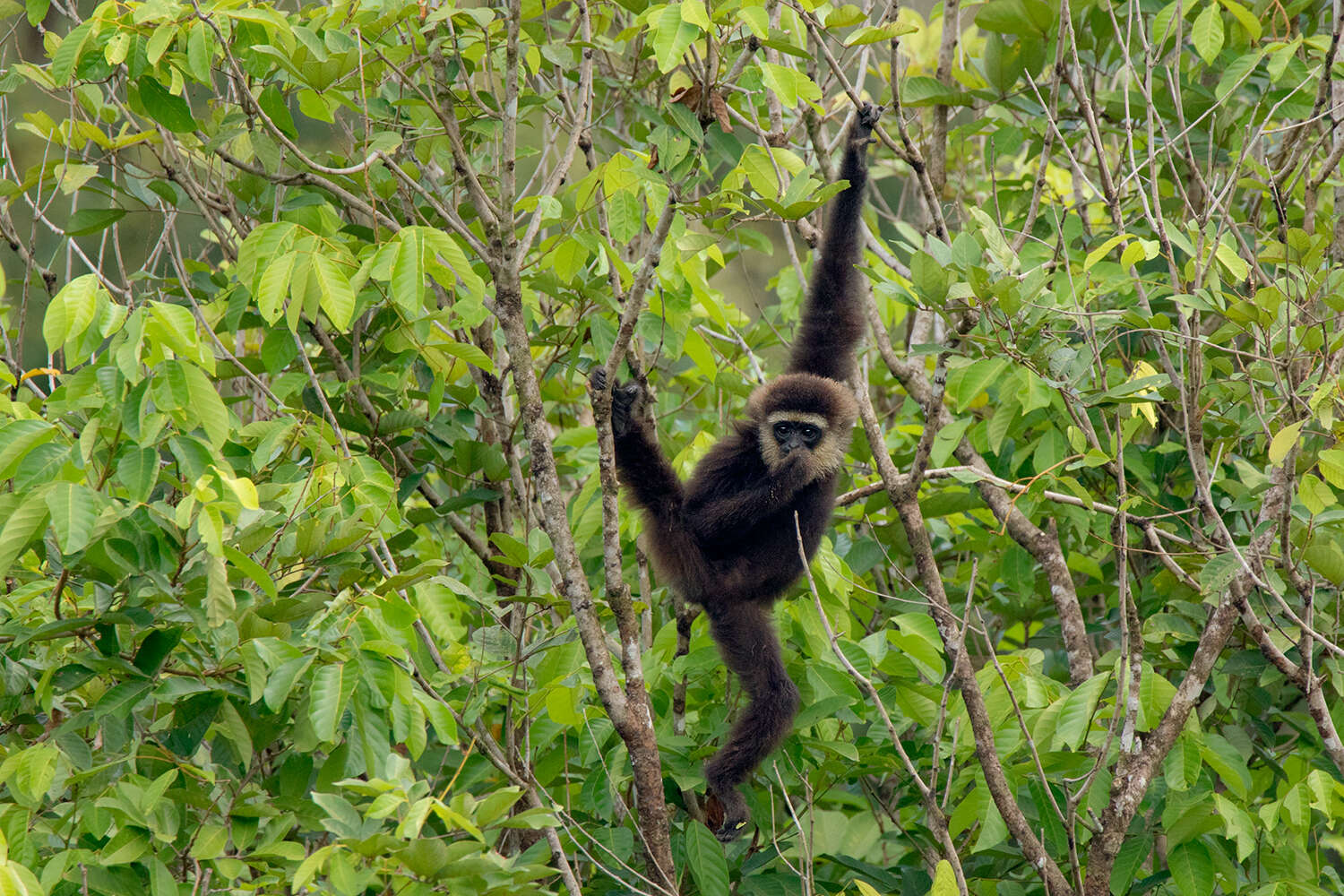 Image de Gibbon Agile