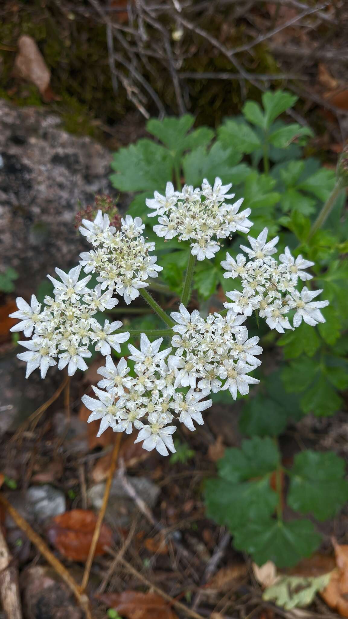 Image de Heracleum ligusticifolium Bieb.