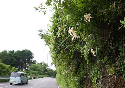 Image de Lilium auratum Lindl.